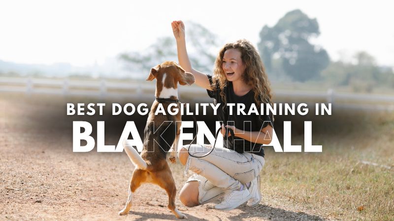 Best Dog Agility Training in Blakenhall