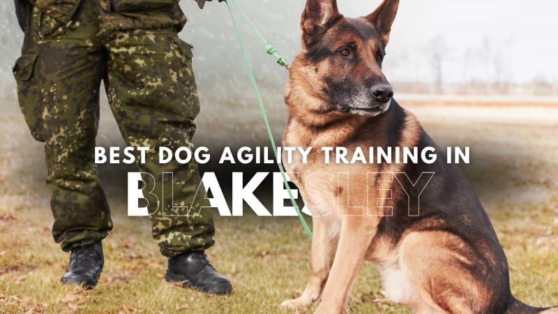 Best Dog Agility Training in Blakesley