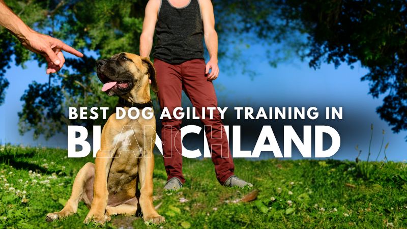 Best Dog Agility Training in Blanchland