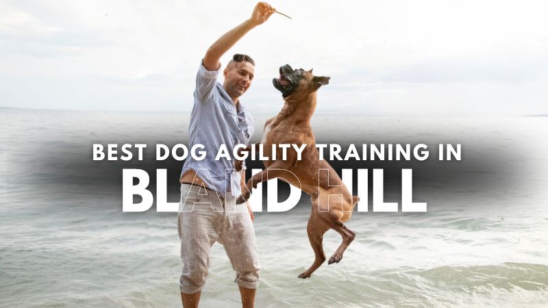 Best Dog Agility Training in Bland Hill