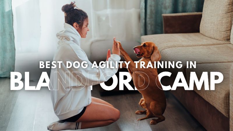 Best Dog Agility Training in Blandford Camp