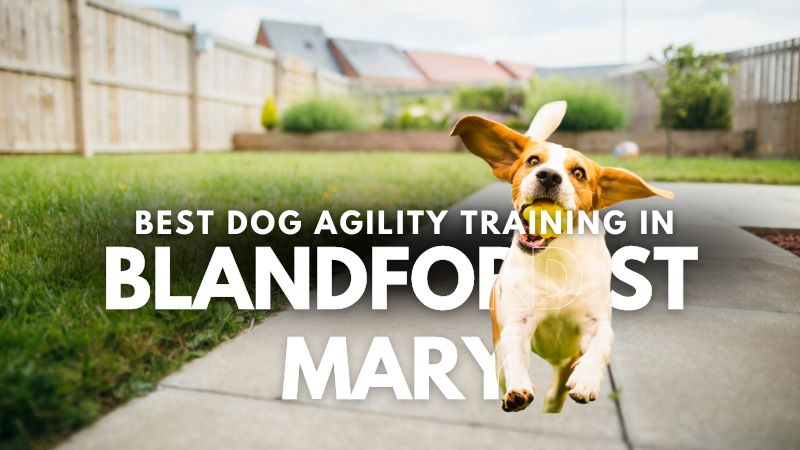 Best Dog Agility Training in Blandford St Mary