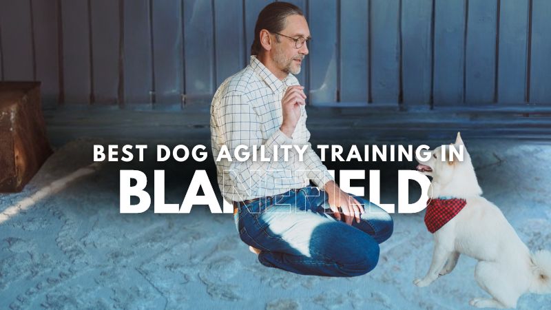 Best Dog Agility Training in Blanefield