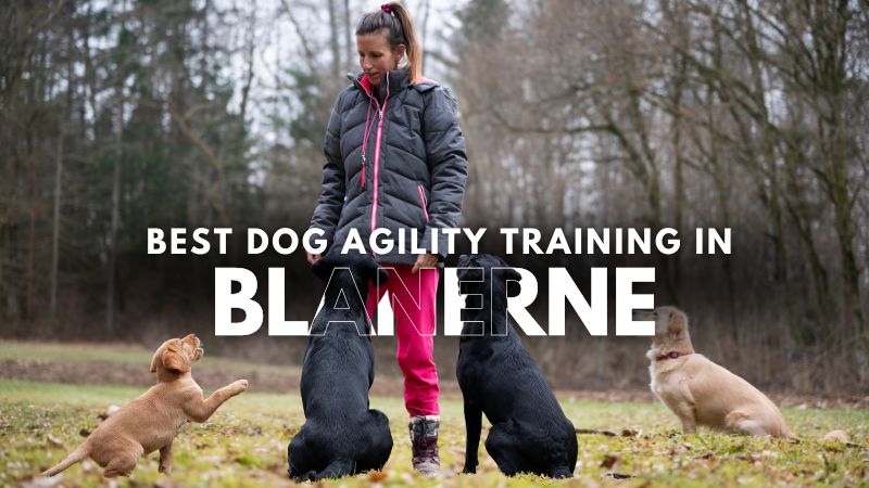 Best Dog Agility Training in Blanerne