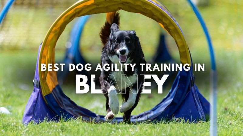 Best Dog Agility Training in Blaney