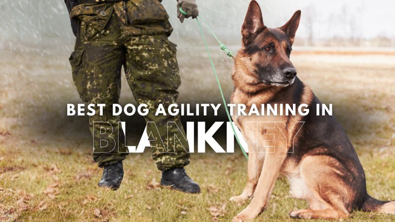 Best Dog Agility Training in Blankney