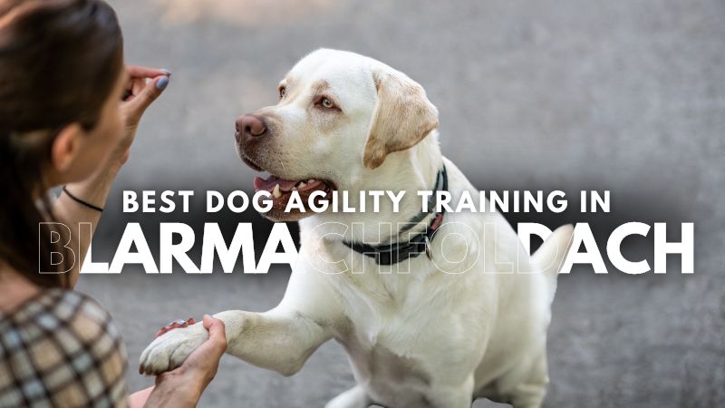 Best Dog Agility Training in Blarmachfoldach