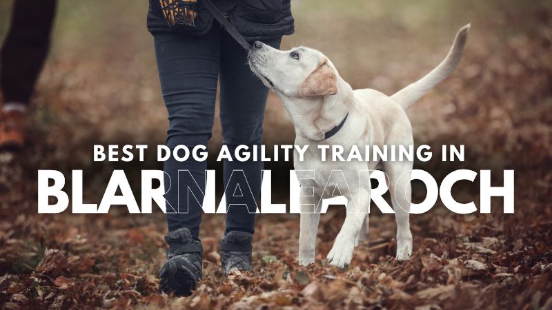 Best Dog Agility Training in Blarnalearoch