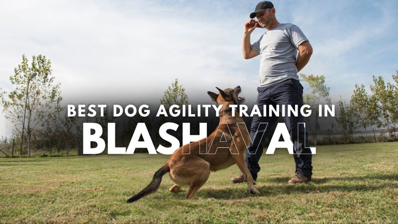 Best Dog Agility Training in Blashaval