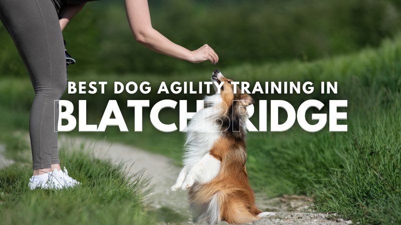 Best Dog Agility Training in Blatchbridge