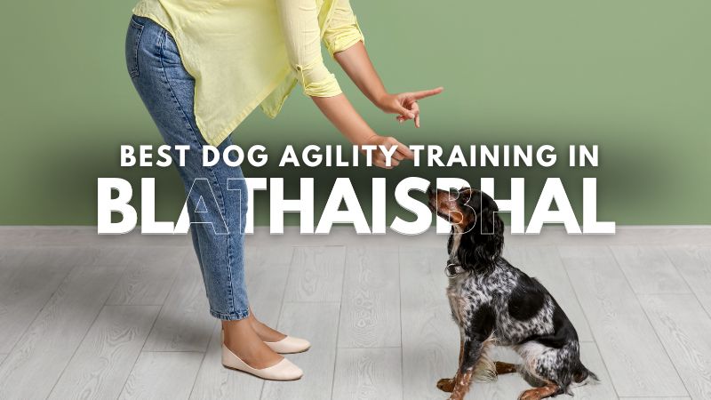 Best Dog Agility Training in Blathaisbhal