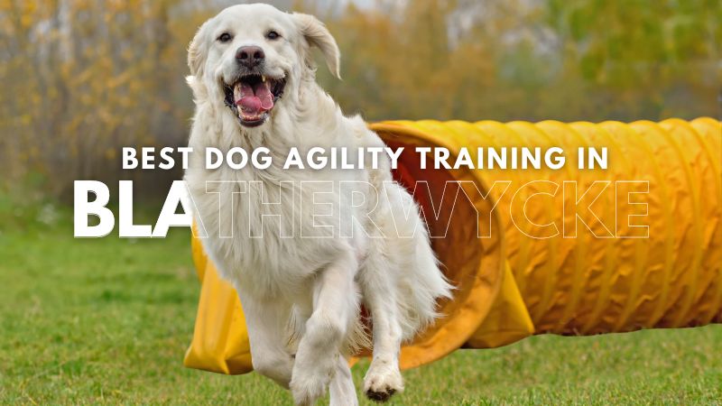 Best Dog Agility Training in Blatherwycke