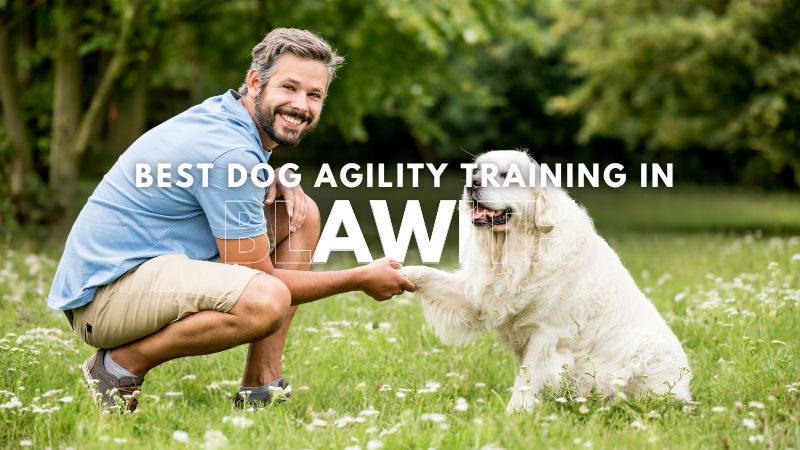 Best Dog Agility Training in Blawith