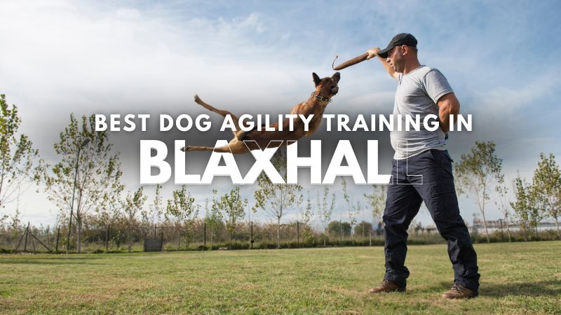Best Dog Agility Training in Blaxhall