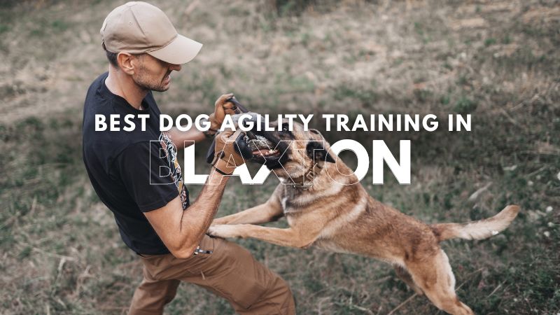 Best Dog Agility Training in Blaxton