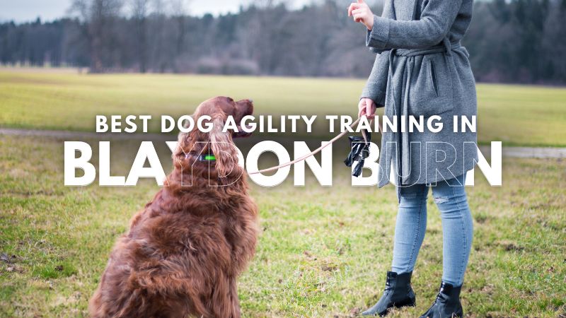 Best Dog Agility Training in Blaydon Burn