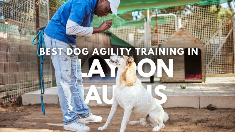 Best Dog Agility Training in Blaydon Haughs