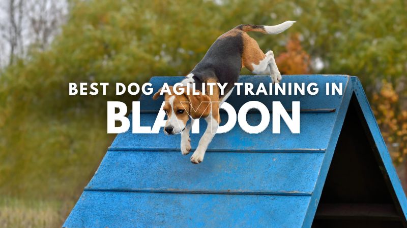 Best Dog Agility Training in Blaydon