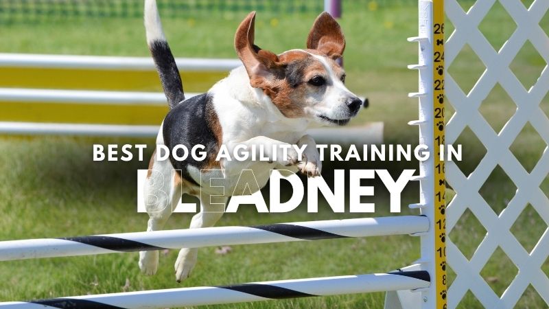 Best Dog Agility Training in Bleadney