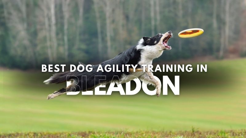Best Dog Agility Training in Bleadon