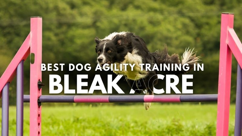 Best Dog Agility Training in Bleak Acre
