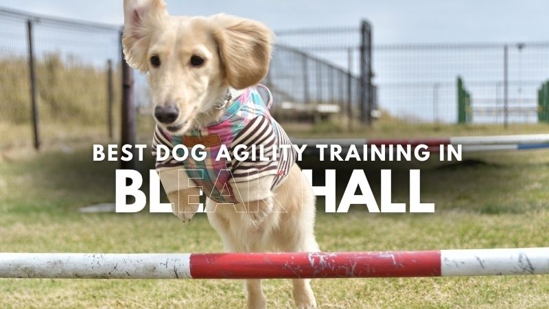 Best Dog Agility Training in Bleak Hall