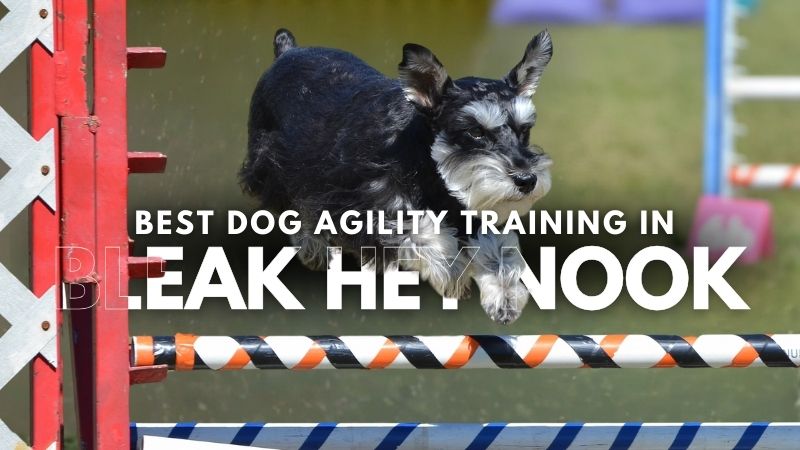 Best Dog Agility Training in Bleak Hey Nook