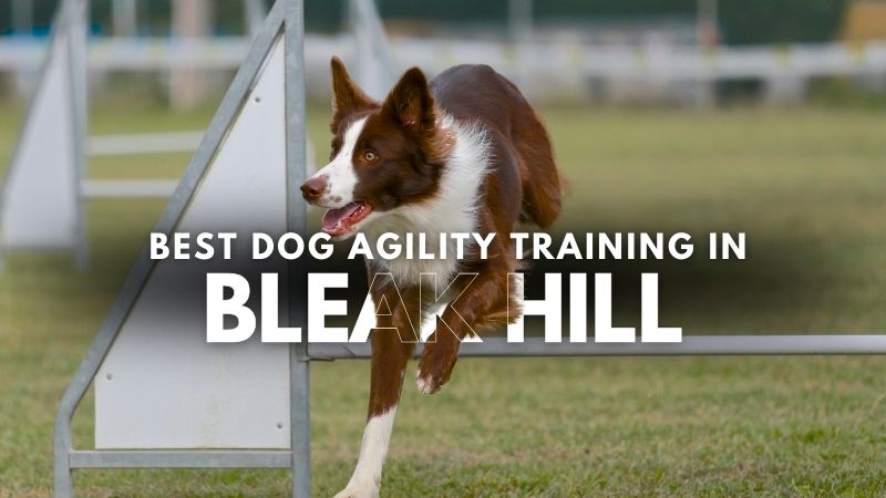 Best Dog Agility Training in Bleak Hill