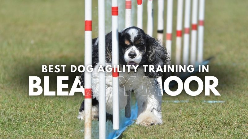 Best Dog Agility Training in Bleasby Moor