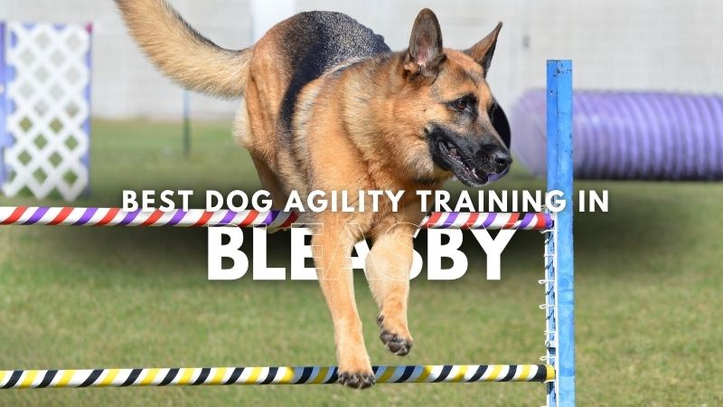 Best Dog Agility Training in Bleasby