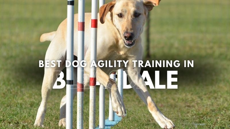 Best Dog Agility Training in Bleasdale