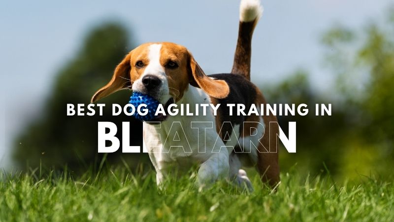 Best Dog Agility Training in Bleatarn