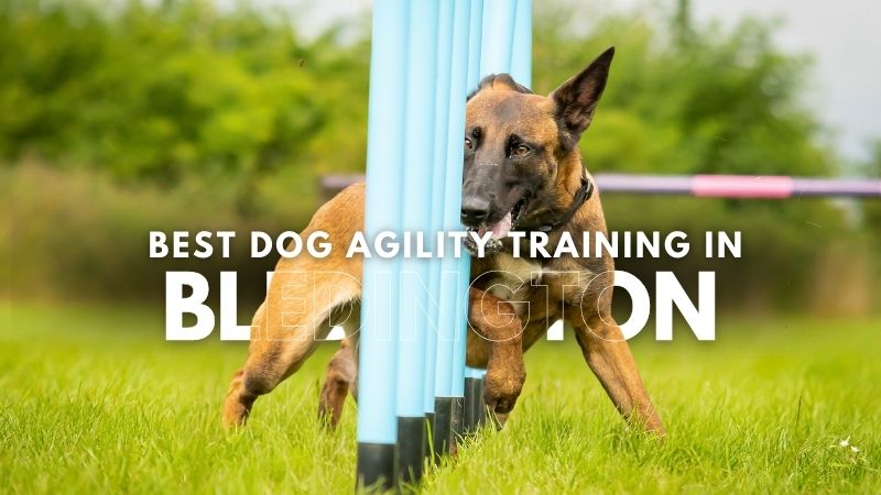 Best Dog Agility Training in Bledington