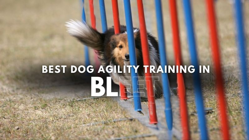 Best Dog Agility Training in Bleet