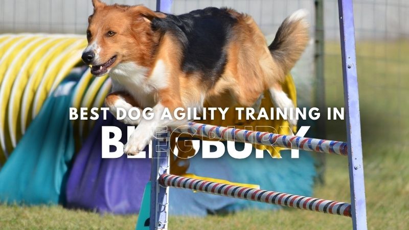 Best Dog Agility Training in Blegbury