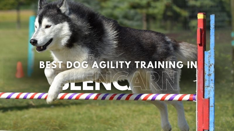 Best Dog Agility Training in BlencarnBest Dog Agility Training in Blencarn