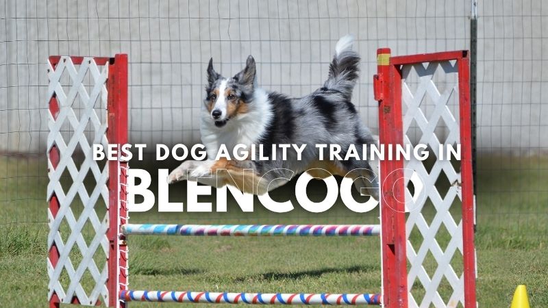 Best Dog Agility Training in Blencogo