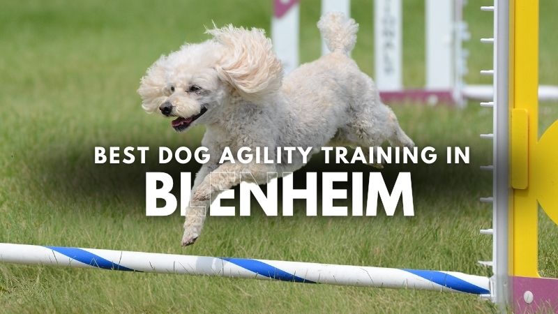Best Dog Agility Training in Blenheim