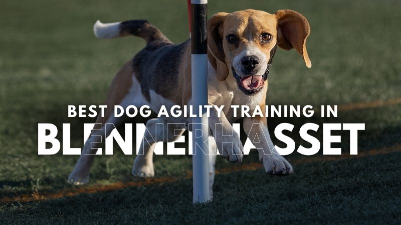 Best Dog Agility Training in Blennerhasset