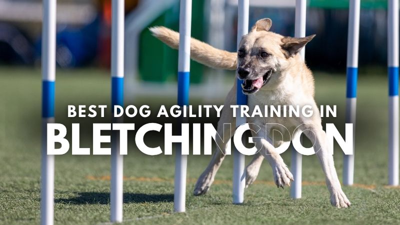 Best Dog Agility Training in Bletchingdon