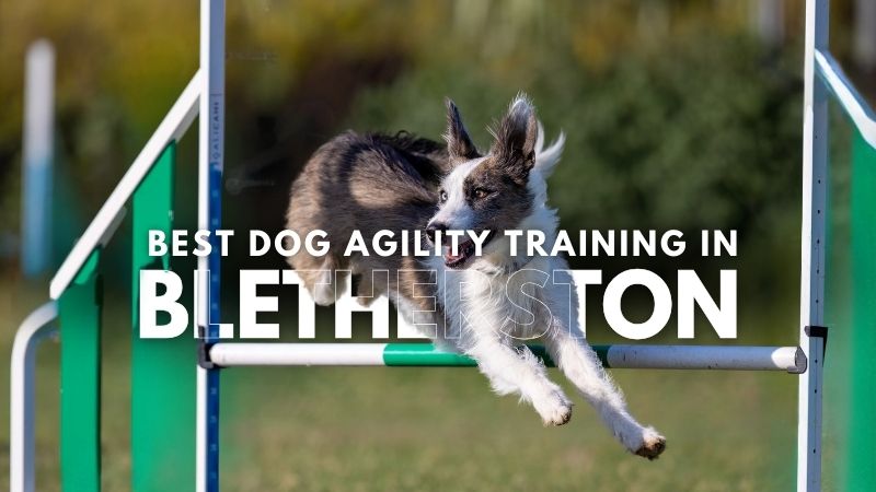 Best Dog Agility Training in Bletherston