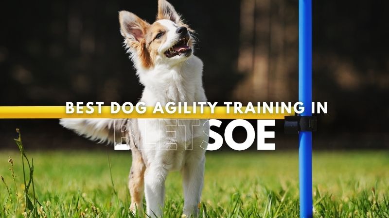 Best Dog Agility Training in Bletsoe