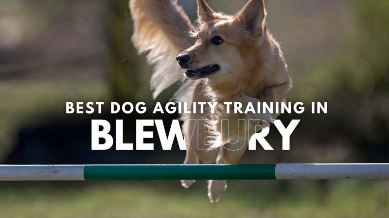 Best Dog Agility Training in Blewbury