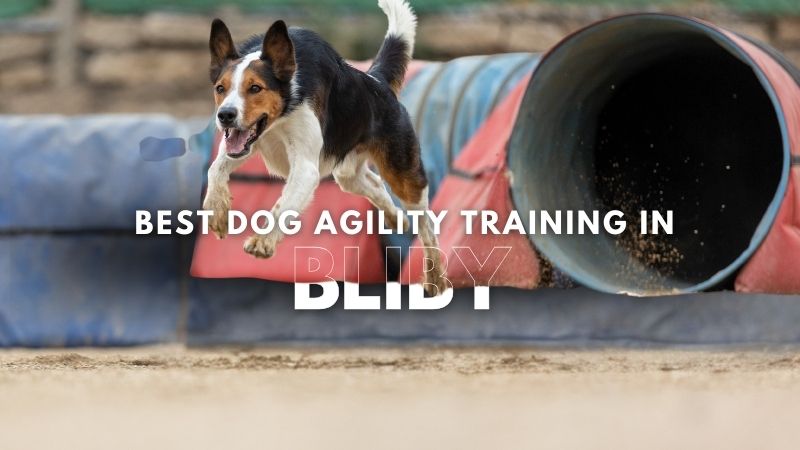 Best Dog Agility Training in Bliby