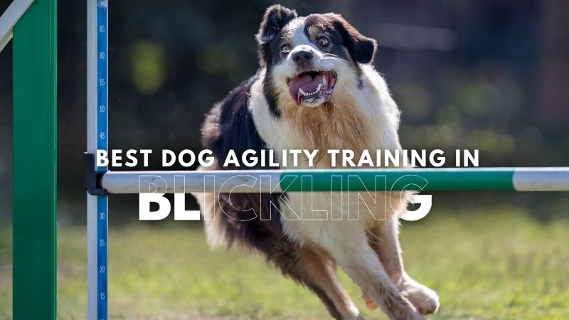 Best Dog Agility Training in Blickling