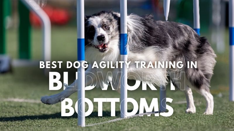 Best Dog Agility Training in Blidworth Bottoms