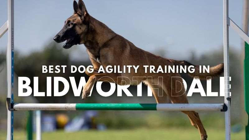 Best Dog Agility Training in Blidworth Dale