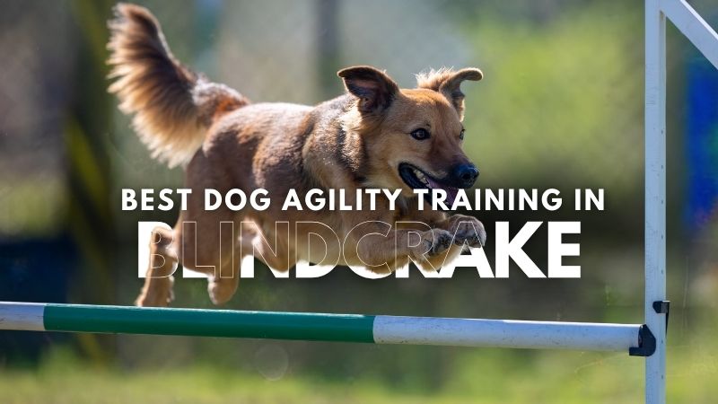 Best Dog Agility Training in Blindcrake