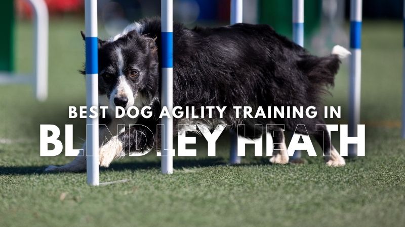 Best Dog Agility Training in Blindley Heath