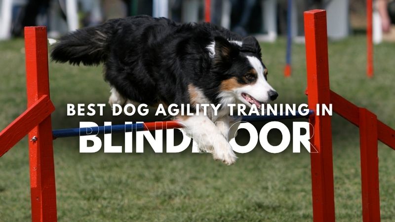 Best Dog Agility Training in Blindmoor